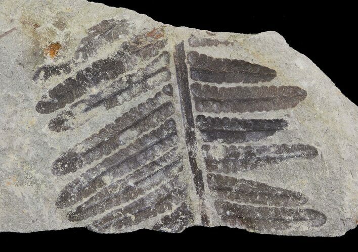 Pecopteris Fern Fossil - Missouri #65953